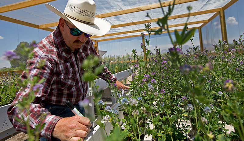 alfalfa research